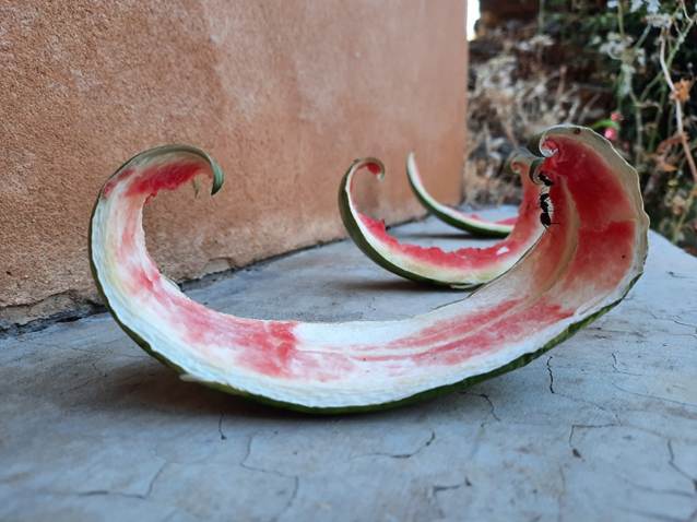 Afbeelding met fruit, meloen, watermeloen, grond

Door AI gegenereerde inhoud is mogelijk onjuist.