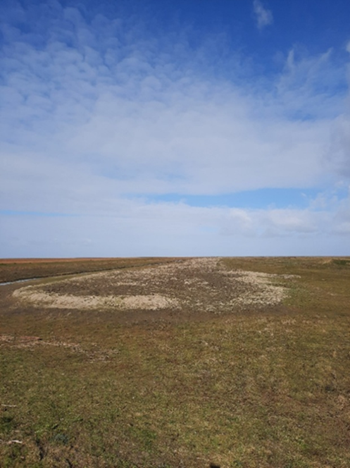 Afbeelding met gras, buitenshuis, wolk, hemel
Door AI gegenereerde inhoud is mogelijk onjuist.