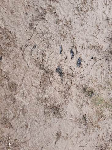 Afbeelding met grond, buitenshuis, aarde, natuur

Door AI gegenereerde inhoud is mogelijk onjuist.