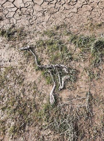 Afbeelding met buitenshuis, zoogdier, reptiel, grond

Door AI gegenereerde inhoud is mogelijk onjuist.
