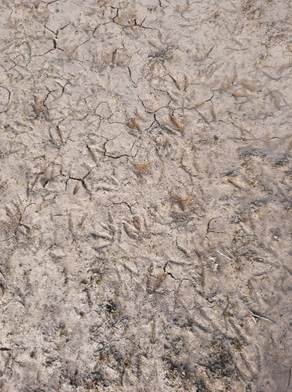 Afbeelding met grond, buitenshuis, zand

Door AI gegenereerde inhoud is mogelijk onjuist.