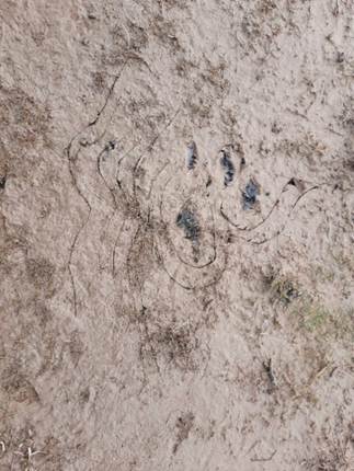 Afbeelding met grond, buitenshuis, aarde, natuur

Door AI gegenereerde inhoud is mogelijk onjuist.