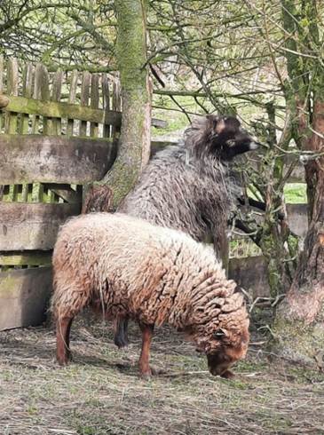 Afbeelding met zoogdier, buitenshuis, boom, gras
Door AI gegenereerde inhoud is mogelijk onjuist.